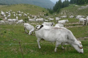 Xtrallusion photo library of independent, self-guided walking and sightseeing holidays in Italy. Pictures, images, photos and photographs taken along the way of this 1-day walking itinerary, to give you a visual impression of the day's walk.